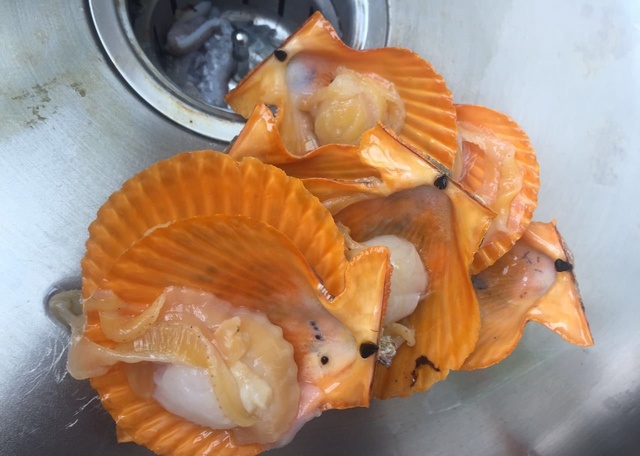 冰冻扇贝怎么处理内脏